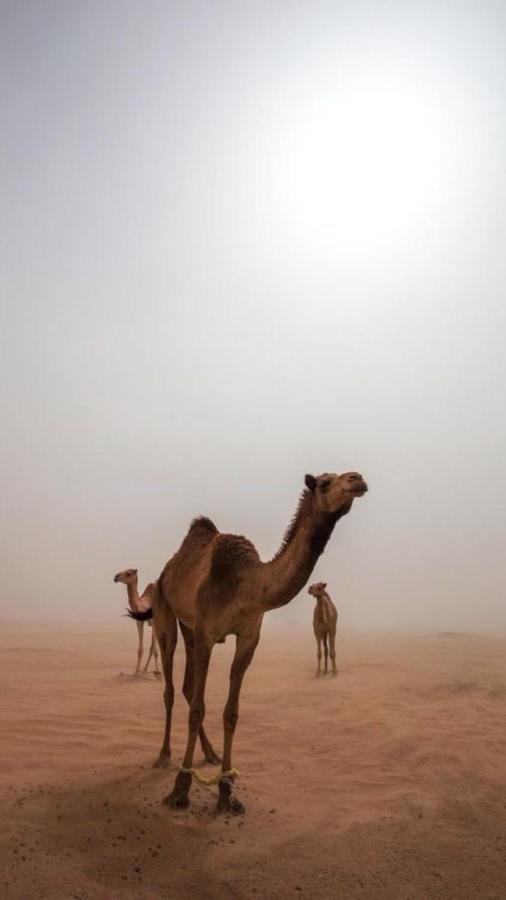 Wadirum Zeid Camp&Tours Wadi Rum Bagian luar foto