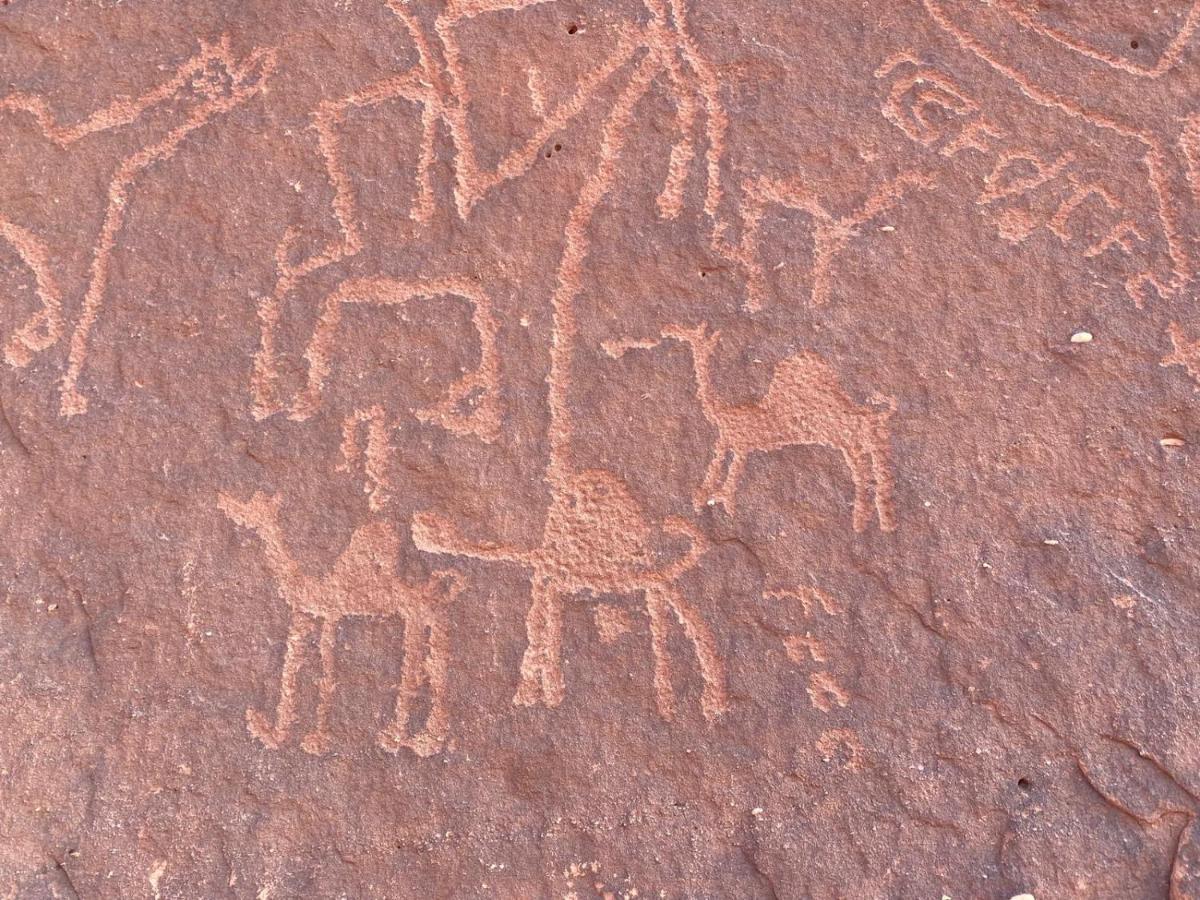 Wadirum Zeid Camp&Tours Wadi Rum Bagian luar foto